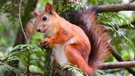 Check spelling or type a new query. Adorable Squirrel In Tree Wallpaper - iPhone, Android ...