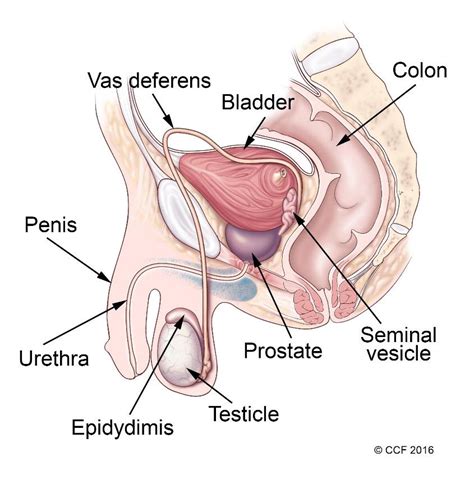 The anatomy and the location of the male reproductive system. Male Reproductive System: Structure & Function