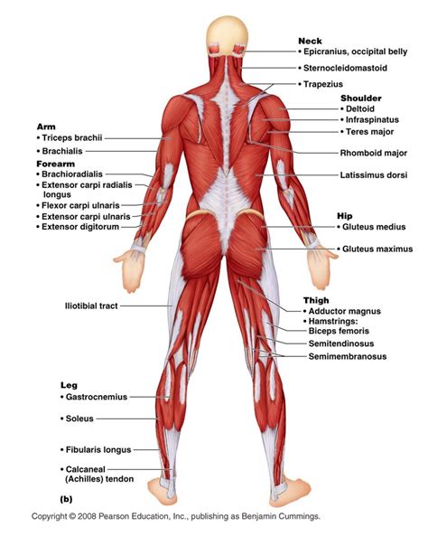 Posterior full body muscular system diagram. Anatomy posterior Muscular System Diagram : Biological ...