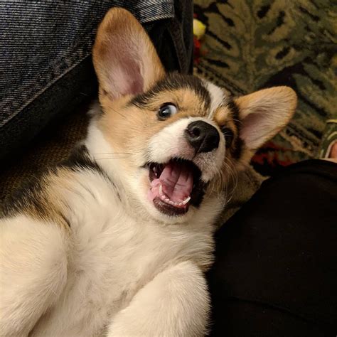 The pembroke welsh corgi puppy is one type of corgi. Pembroke Welsh Corgi Puppies For Sale | Boise, ID #293466