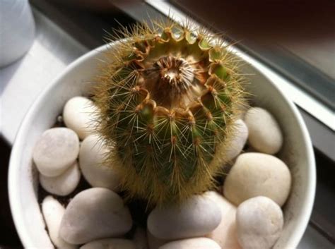 Make sure the cut end is dry and sealed over before you proceed to root it. is my cactus okay? - CactiGuide.com