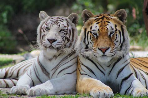 Nacidos campeones, aquí están los tigres de quintana roo; Tigres | Dioses Jaguares en la Selva