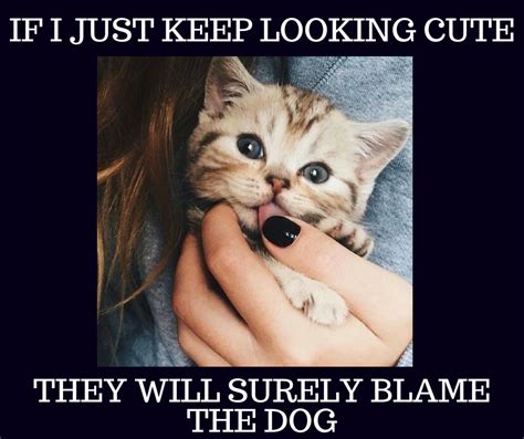 Sering dijadikan meme woman yelling at a cat kucing. Meme Catur : Dp Bbm Kata Bijak Catur Qwerty / Make your ...