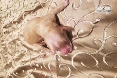 It's also free to list your litters and puppies for sale on our site. Blonde: English Cocker Spaniel puppy for sale near Houston, Texas. | b87ce70f-3fc1