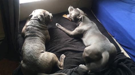 But if they don't open their eyes at this time frame, then you have to check for infection or consult your vet. Blue American Pit Bully Puppies Walking Around and Their Eyes Are Open - YouTube