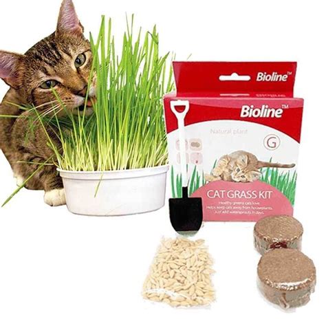 Natural laxative to prevent constipation & flush toxins. Bioline Cat Grass Kit 12g