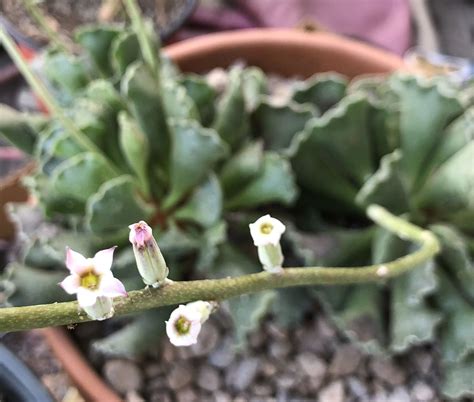 I just got myself a key lime tree about a month ago. Adromischus Cristatus/ Key Lime Pie flower | Planting ...