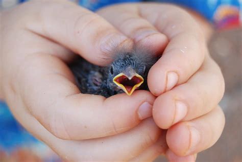 Using gloved or clean hands, place the bird in a container (e.g., a shoebox) lined with soft cloth. Cute Baby Birds - XciteFun.net