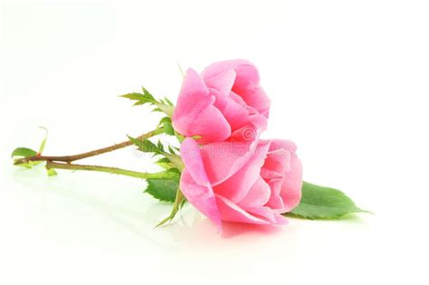 Fleur Et Pétales De Rose De Rose à L'arrière-plan Blanc ...