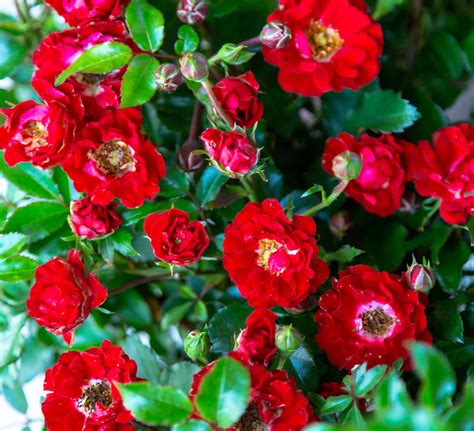 This carefree and floriferous shrub rose is sure to make you smile! It's a Breeze™ Groundcover Rose in 2020 | Ground cover ...