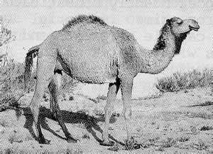 It is presently restricted in the wild to remote regions of the gobi and taklimakan deserts of mongolia and xinjiang. Breeds of Livestock - Arvana Dromedary Camels — Breeds of ...