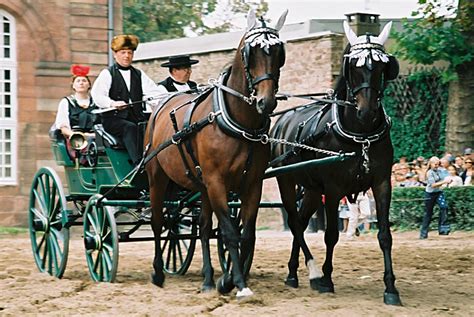 Telefonnummer, adresse und routenplaner der filiale deutsche bank, münsterstraße 14, 48231 warendorf. Seebach | Concours d'attelage, championnat d'Alsace | DRV ...