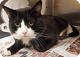 Adoption events, pet expos, charity west laurel hill cemetery in bala cynwyd, pa has proudly served families for nearly two centuries. Philadelphia, PA - Domestic Longhair. Meet Sylvester, a ...