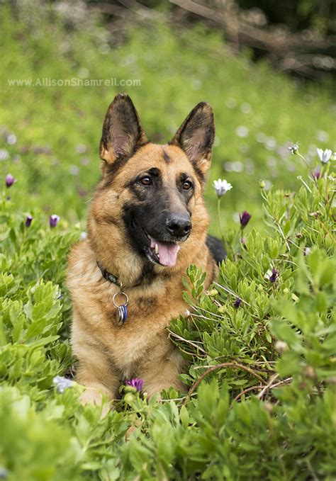 It will be the best german shepherd dog you will ever own! Second Sneak Peek for Cherry - German Shepherd Photos San ...