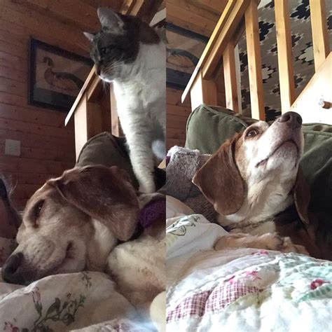 Cleveland, ohio senior news, information, advice, coupons, recipes and schedule of events. Our 6yo rescue beagle from a puppy mill in Ohio - never ...