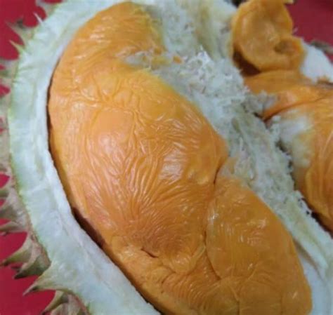 Durian yang berasal dari balik pulau ini merupakan di antara. Isi Durian Udang Merah - Ezydurian