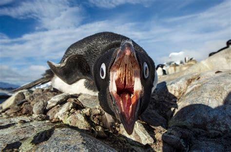 A penguin's tongue, though lacking taste buds, has large keratinized bristles that help grip the krill or fish as it enters the mouth. 6 Reasons to Upgrade to RebelMouse from WordPress | Penguins, Penguin day, Penguin mouth