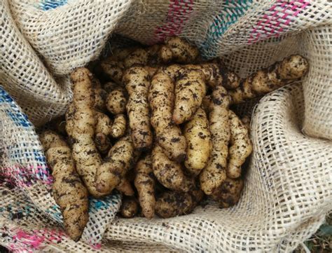 Ozette potatoes, botanically classified as solanum tuberosum 'ozette,' are a fingerling variety that is also known as anna cheeka's ozette and makah ozette. Ozette Potatoes - ScaredyCat Lives - Yes! to life despite ...