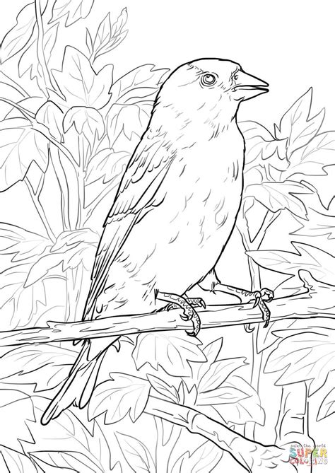 Sometimes, after printing, the image is cut in two. Eastern Goldfinch coloring page | Free Printable Coloring ...