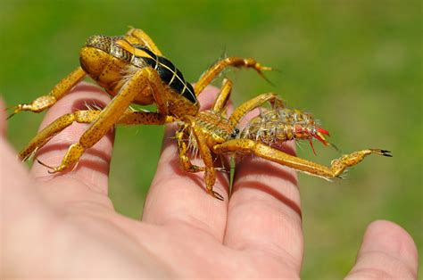 You've no doubt seen pictures of camel spiders before, usually accompanied by a story about deadly bites, camel eating, or chasing people across the desert. Camel Spiders | The Life of Animals