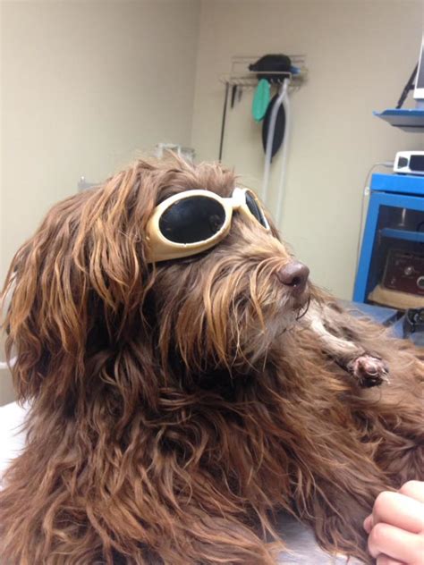 If your coin is posted here, you get bragging rights and perhaps even a higher price if you sell (list it as best of the type in forvm's gallery!). Photo Gallery | All Creatures Veterinary Hospital ...