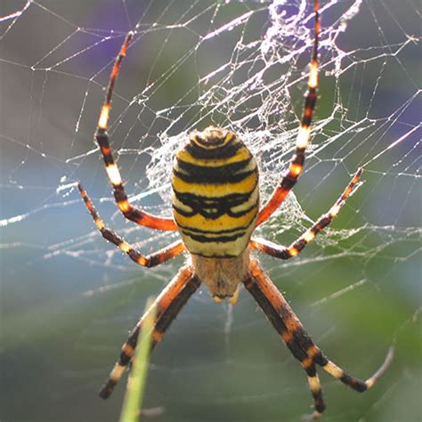 Natur bornholm sender fra naturværkstedet, hvor de kigger nærmere på nogle af de leddyr, som natur bornholm sender live fra klokken 10 og en halv time frem. Om Natur på Bornholm