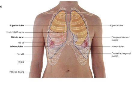 The rib cage is formed by the sternum, costal cartilage, ribs, and the bodies of the thoracic vertebrae. Surface anatomy of the lungs - anterior | Lung anatomy ...