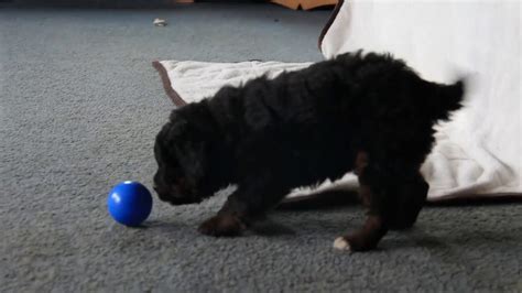 Get your mini bernadoodle puppies from our reputable online breeder directory. Mini Bernedoodle Puppy For Sale - YouTube