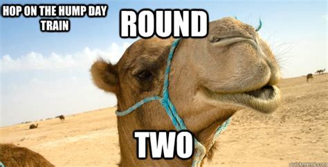 Camels only have one or 2 humps depending on the kind of camel but if it is pregnate it's belly would bump out.pregnant. Camel Meme Funny Camel Pictures