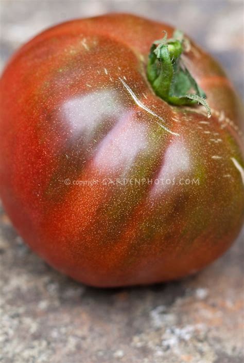Plants in the nightshade family are susceptible to blossom end rot, which is a. Tomato Black Krim | Plant & Flower Stock Photography ...