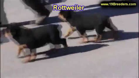 Visit us now to find the right rottweiler for you. Rottweiler, Puppies, Dogs, For Sale, In Montgomery, Alabama, AL, 19Breeders, Hoover, Auburn ...