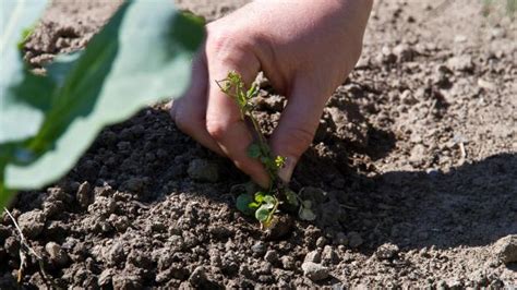 Mäuse fangen funktioniert nur dann, wenn sämtliche zugänge zu anderen nahrungsquellen verschlossen sind. Der Garten im Juni - Tipps & Tricks vom Gärtner @ diybook.de