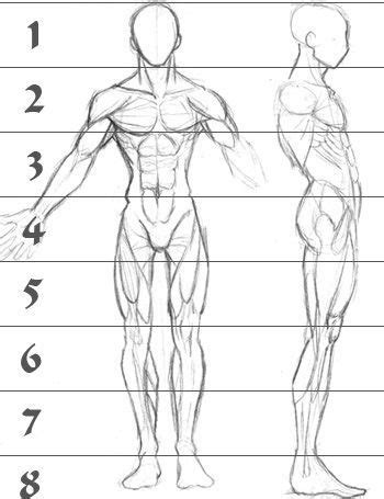 A regional study of human structure. A sketch of human male anatomy from the front and right side with superimposed lines showing fig ...