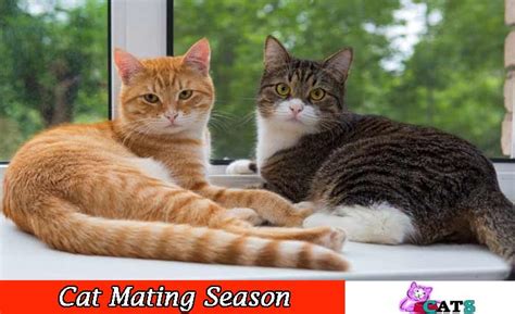 Once a male kitten reaches sexual maturity, testosterone takes over and his mother is just another potential mate. Cat Mating Season: What is the Time of Cat Mating?