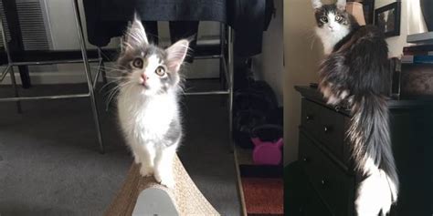 Let us provide a guide to the weight as he grows and you can expect at 8 an kitty will often weigh approximately 2lbs. He was the Runt, Now at 8 Months Maine Coon Kitten is Tiny ...