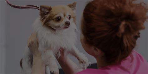 Dog grooming classes near me › grooming classes for free › pet grooming classes at petco dog grooming classes near you becoming a dog groomer is possible anywhere in the u.s. Dog Grooming Classes Will Help You Avoid These 4 Rookie ...