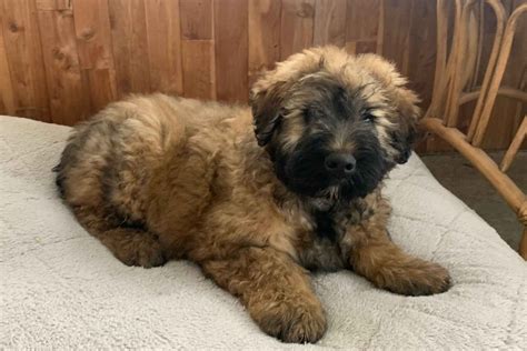 Find your new puppy here! Heidi Miller - Bouvier Des Flandres Puppies For Sale ...