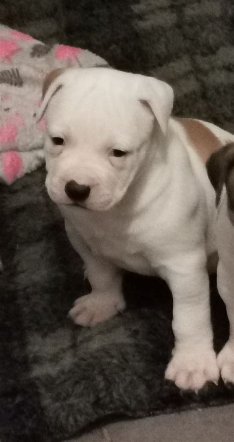 It has often been called heroic, and when deployed against an intruder it is nearly unstoppable. American Scott bulldog puppies | Chorley, Lancashire | Pets4Homes
