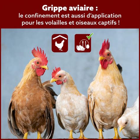 En chine, un cas humain de la grippe aviaire h10n3 a été confirmé dans la province de jiangsu. Grippe aviaire - Confinement obligatoire des volailles et ...