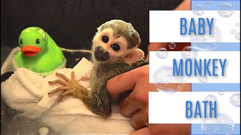 Bathing your baby is so much more than just a matter of hygiene. Baby Monkey oLLie | Bubble Bath with Rubber Ducky # ...
