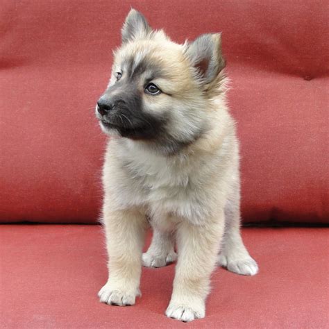 Find responsibly bred icelandic sheepdog puppies & dogs near you. Icelandic Sheepdog Puppies At Sand Creek | Dog Breeds Picture