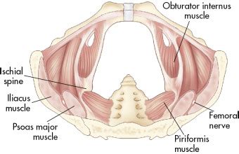 Arcus tendineus levator ani and the ischial spine Anatomy Muscles Pelvis : Muscles Of The Pelvic Region ...