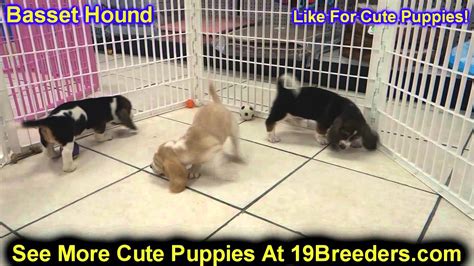 Female will have first round of shots and working , vet checked. Basset Hound, Puppies, For, Sale, In, Philadelphia ...
