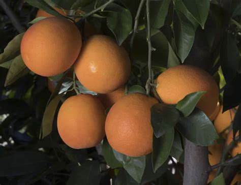 The english word 'orange', to describe the colour, ultimately comes from the. CRC4224