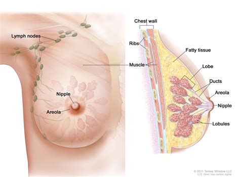 26,166 body parts clip art images on gograph. Breast Cancer | Ontario County, NY - Official Website