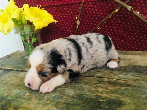 Mini australian shepherds, or mini american shepherds, are great for smaller living spaces; Miniature Australian Shepherd Puppies For Sale | Rochester ...