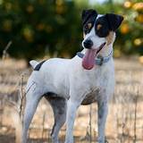 Chilean Fox Terrier Breed Guide - Learn about the Chilean Fox Terrier.