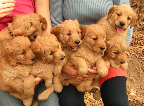 They don't shed, they are great for anyone with allergies, come in many colors and sizes, great for kids of all ages and they are good with other. Labradoodle Puppies For Sale In Northwest Ohio - Bmoshow Blog