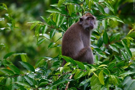 There is plenty of opportunity to spot the wild life and plenty of photo opportunities. Kinabatangan River Cruise | Borneo Packages