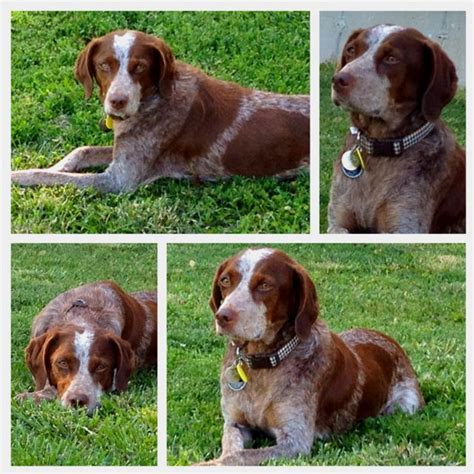 German short hair pointer hound mix "Breezy" rescued 4 ...